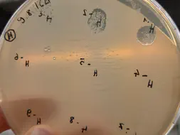 Testing different phage strains - bacteriophages of the strain HB10c2 in decreasing concetrations (right to left) are killing the bacteria (clear spots)